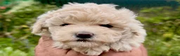 Maltipoo dogs for sale: Maltipoo Puppies  - Advert 25