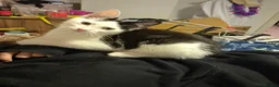 Mixed Breed cats for sale: Kitten needing forever home  in Birmingham - Advert 2