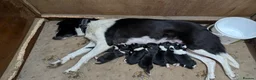 Border Collie dogs for sale: Collie pups from working strain in Tain - Advert 9