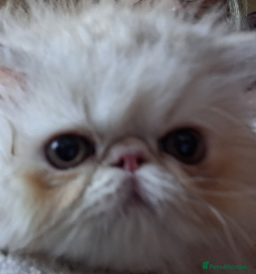 Persian cats for sale: Stunning pure bred persian kittens - Image 8