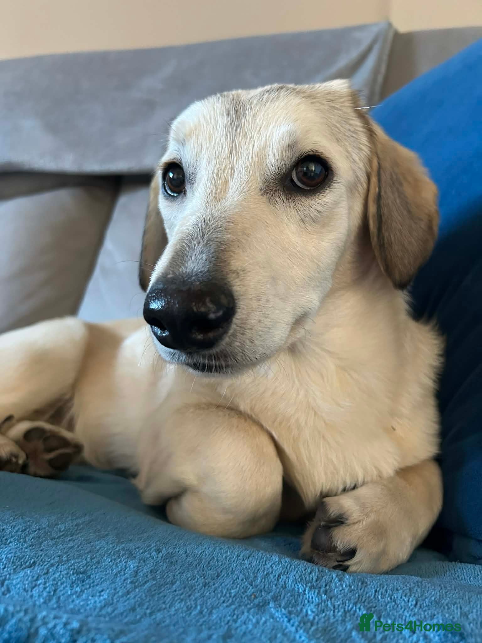 Mixed Breed dogs ROXANNE - Advert 13