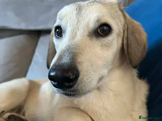 Mixed Breed dogs ROXANNE - Advert 10