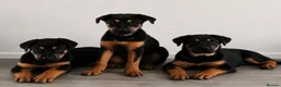 Mixed Breed dogs for sale: German Shepherd Cross Puppies  - Advert 6