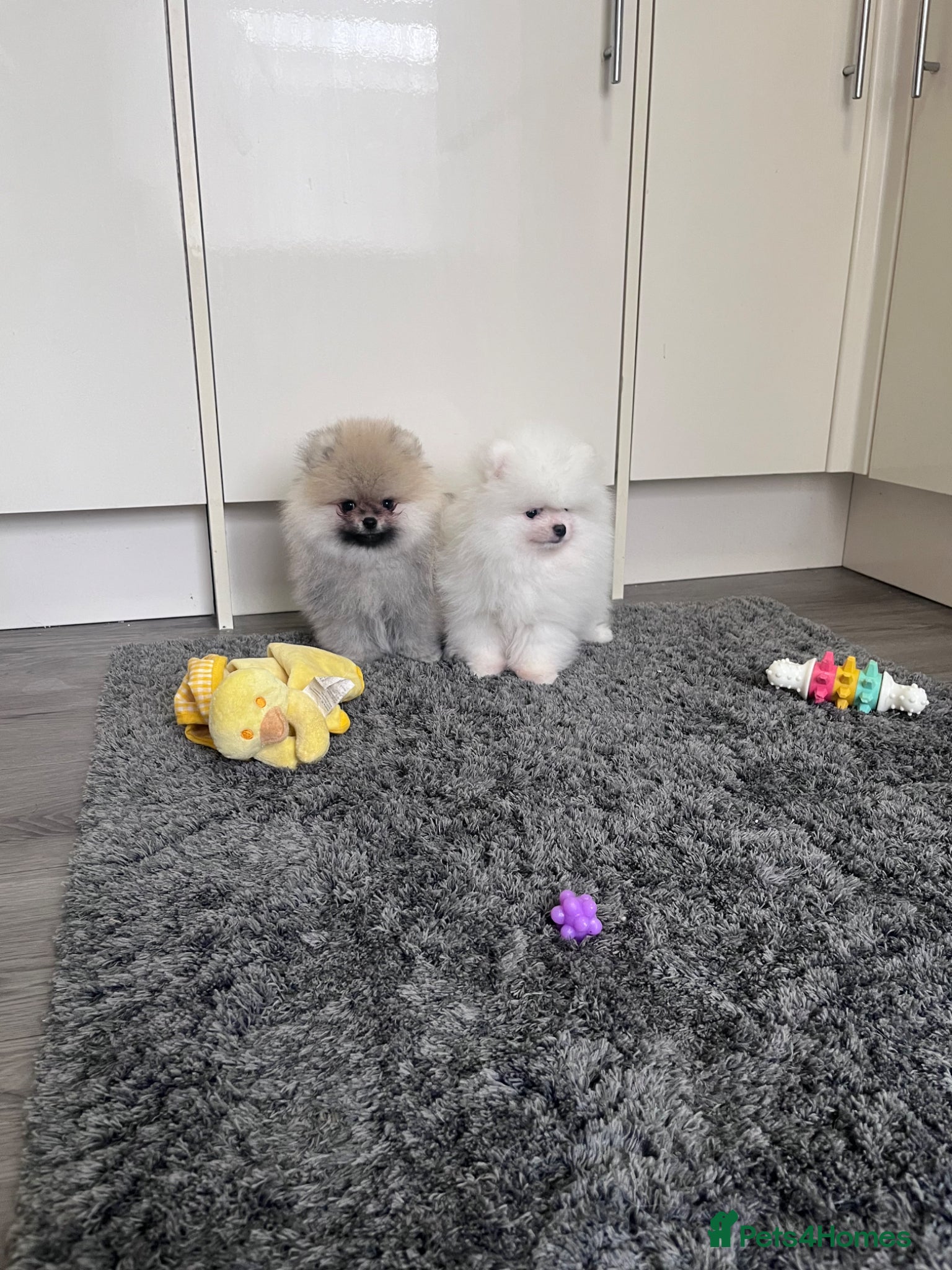 Pomeranian dogs Teddy💙Outstanding 🐻Super Quality  - Advert 1