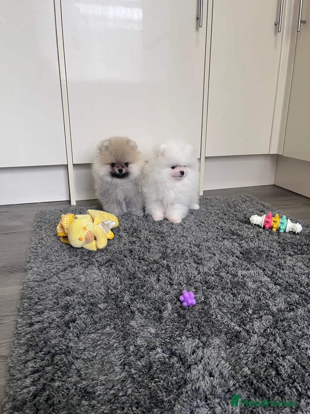 Pomeranian dogs for sale: Teddy💙Outstanding 🐻Super Quality  - Advert 1
