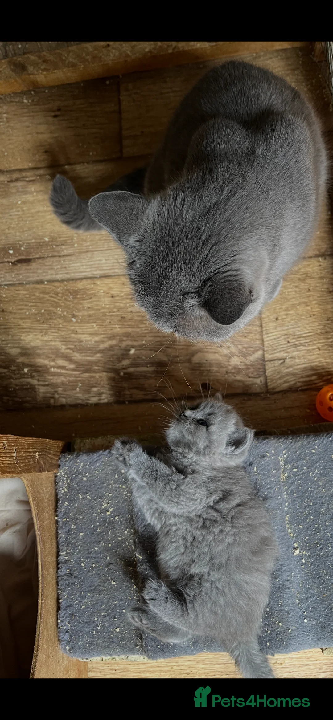 British Shorthair cats for sale: Blue boy kitten  - Advert 2