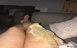 Bearded Dragon reptiles for sale: Bearded dragon boy names Loki the lizard  - Image 12