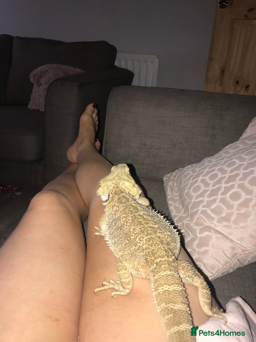 Bearded Dragon reptiles for sale: Bearded dragon boy names Loki the lizard  - Image 12