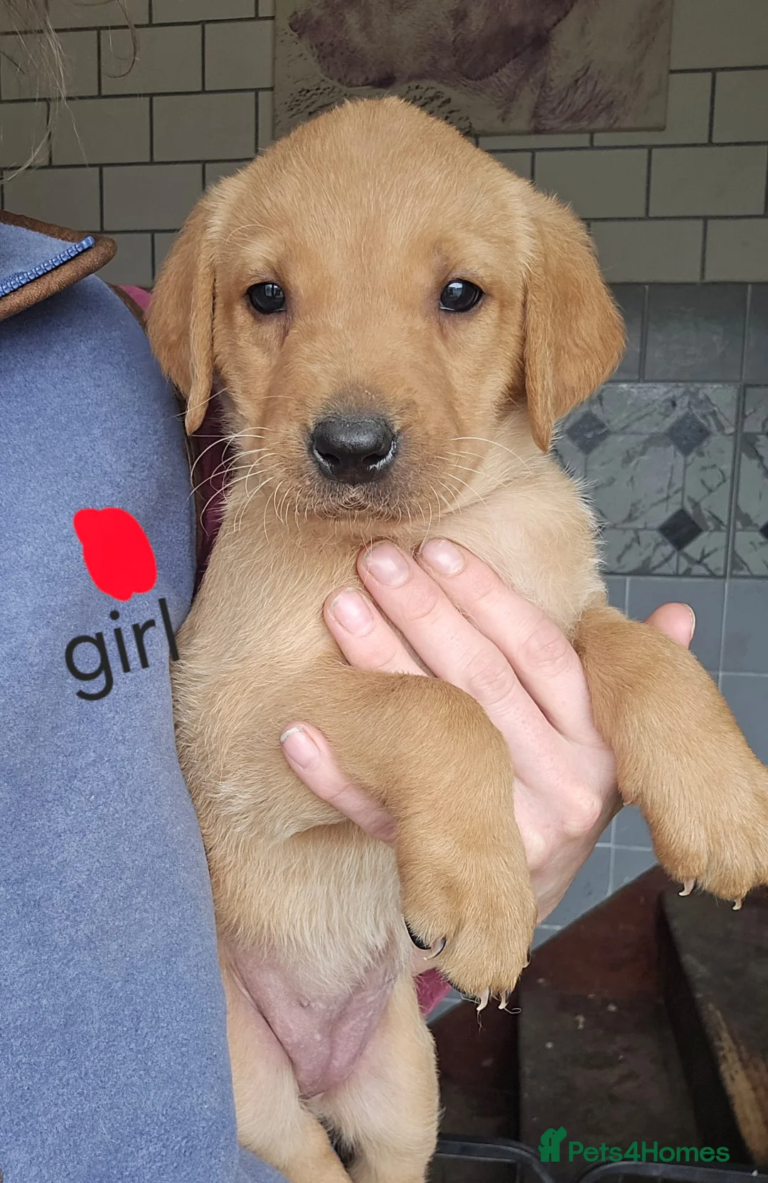 Labrador Retriever dogs for sale: Labrador puppies kc registered  - Advert 2