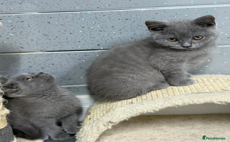 British Shorthair cats - Advert 35