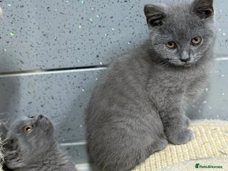 British Shorthair cats - Advert 2