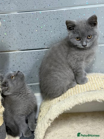 British Shorthair cats - Advert 1