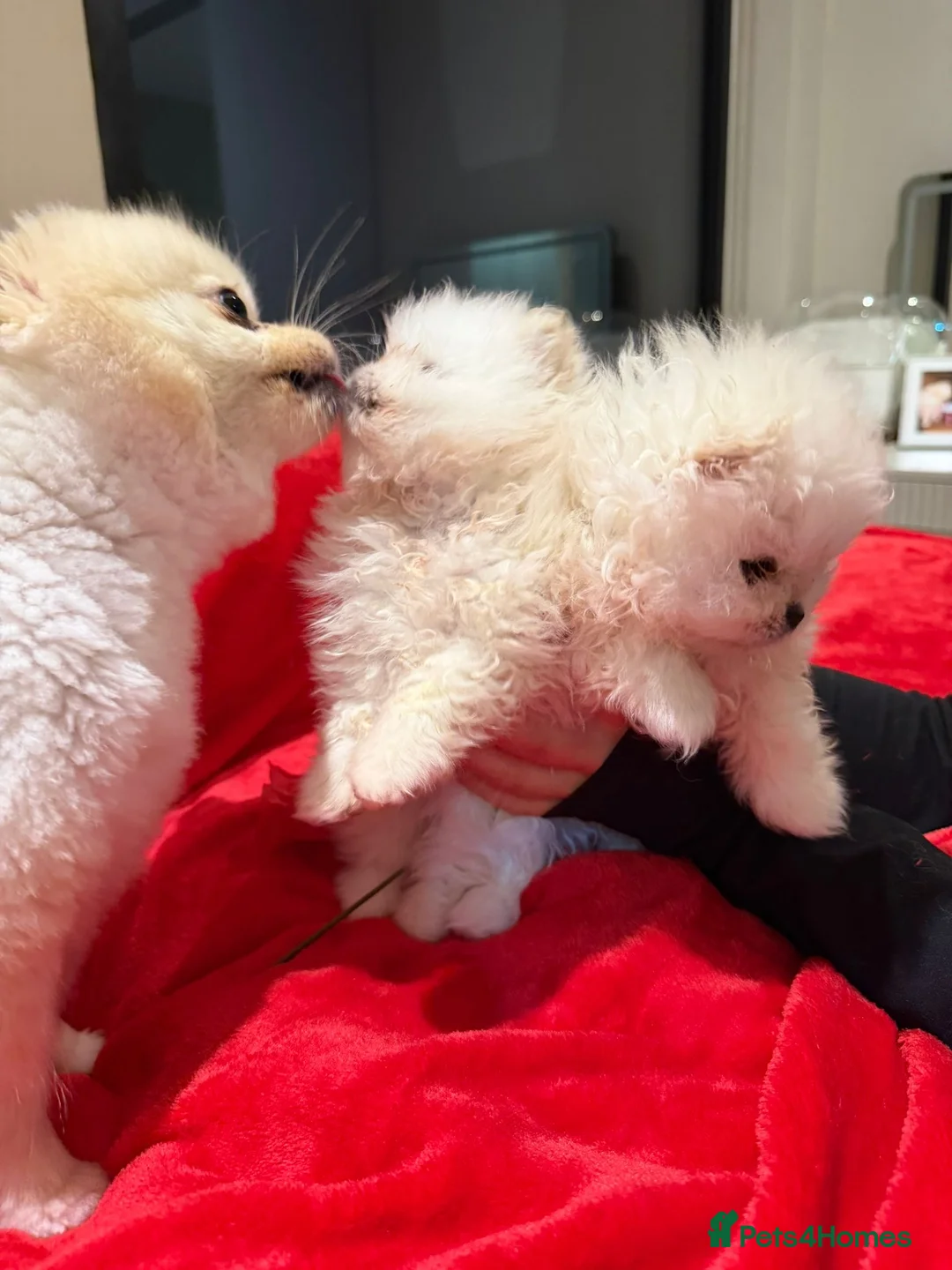 Pomeranian dogs for sale: 2 mini Pomeranian boys for sale  - Advert 1