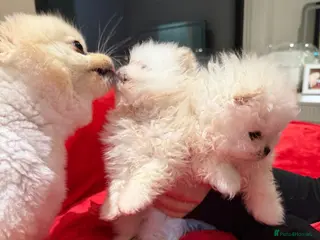 Pomeranian dogs 2 mini Pomeranian boys for sale - Advert 1