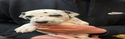 Dalmatian dogs for sale: Dalmatian puppies  in Okehampton - Advert 9