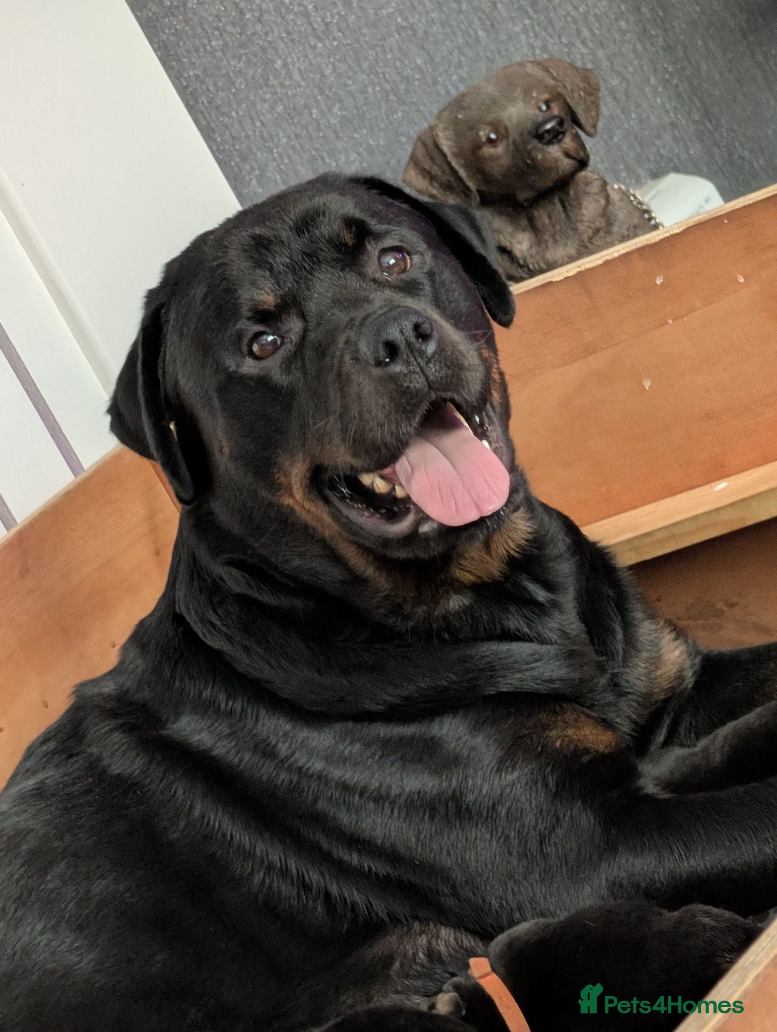 Rottweiler dogs Rottweiler puppy's *KC reg* German rottweilers  - Advert 3