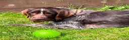 German Wirehaired Pointer dogs for adoption: Lalo  in Northampton - Advert 11