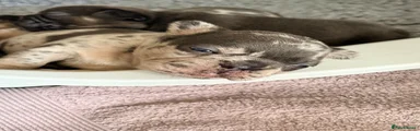 French Bulldog 4