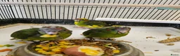 Mixed Breed birds for sale:  kakariki chicks hand tame  - Advert 24