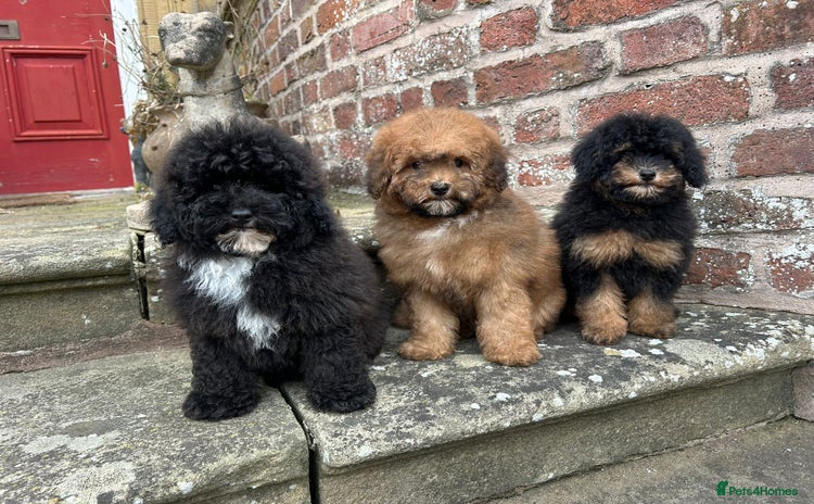 Toy Poodle dogs - Advert 13