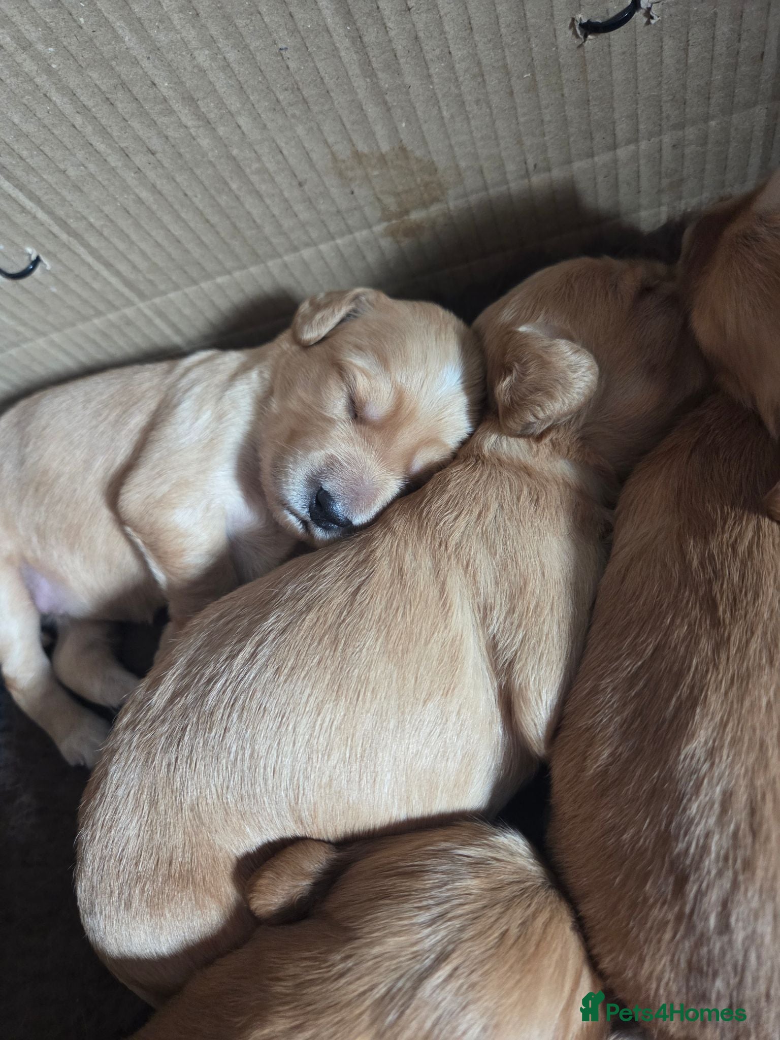 Mixed Breed dogs Golden Retriever x Cocker Spaniel  - Advert 1