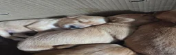 Mixed Breed dogs for sale: Golden Retriever x Cocker Spaniel  - Advert 1