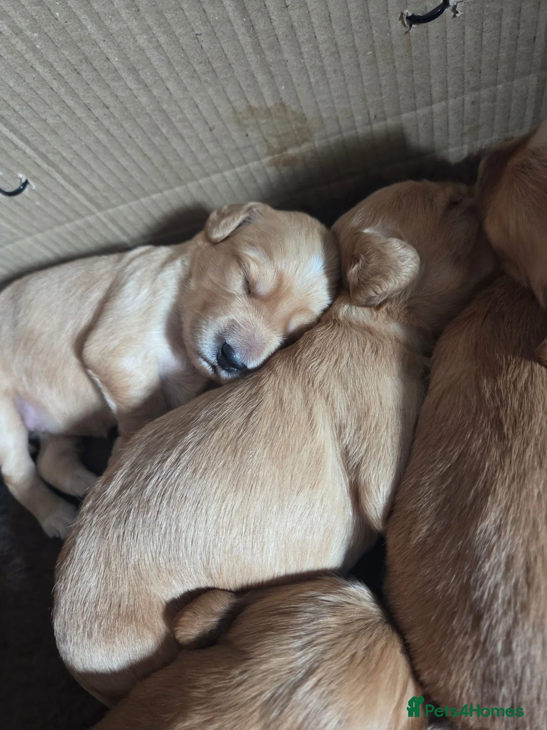 Mixed Breed dogs for sale: Golden Retriever x Cocker Spaniel  - Advert 1