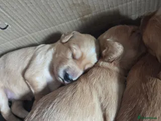 Mixed Breed dogs Golden Retriever x Cocker Spaniel - Advert 1