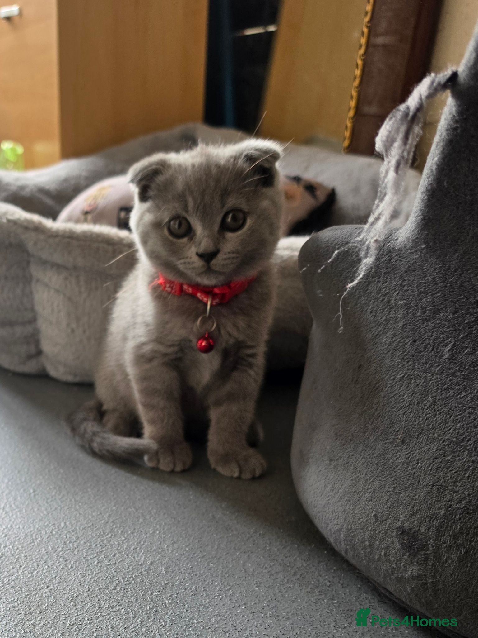 British Shorthair cats 2 straight ear boys and 4 fold girls,fluffy 🐾🐈‍⬛ - Advert 1