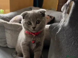 British Shorthair cats 2 straight ear boys and 4 fold girls,fluffy 🐾🐈⬛ - Advert 1