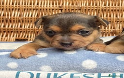 Jack Russell dogs for sale: Rare coloured mini Jack Russells - Image 10