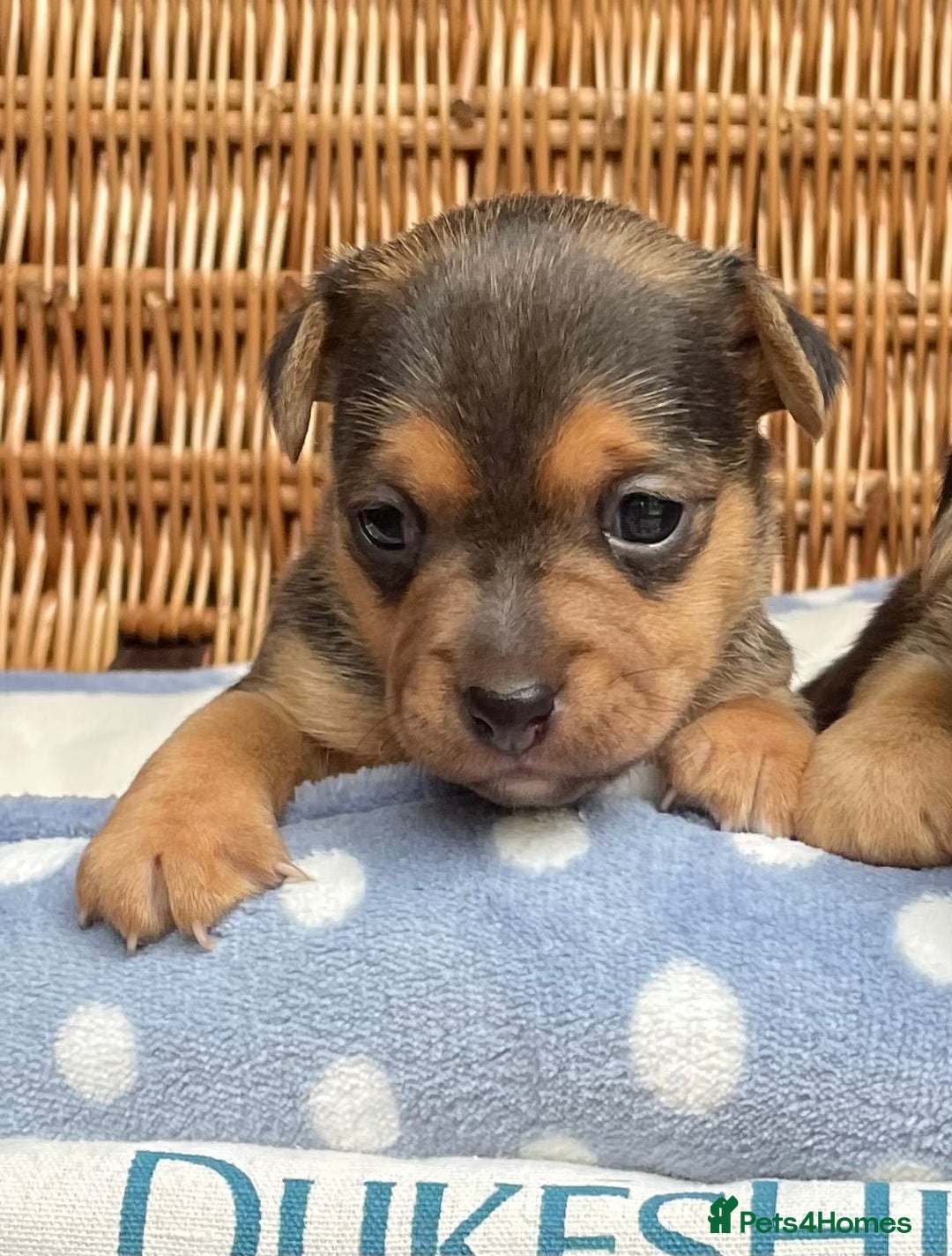Jack Russell dogs for sale: Rare coloured mini Jack Russells - Image 10