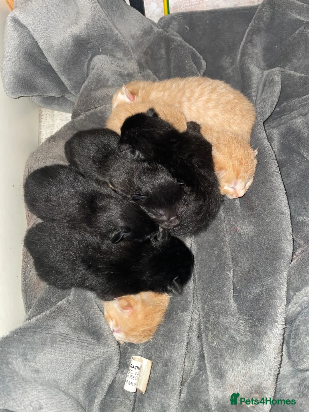 Mixed Breed cats for sale: Ready to go kittens  - Advert 1