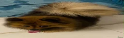 Pomeranian dogs for sale: Beautiful brown girl  - Advert 6