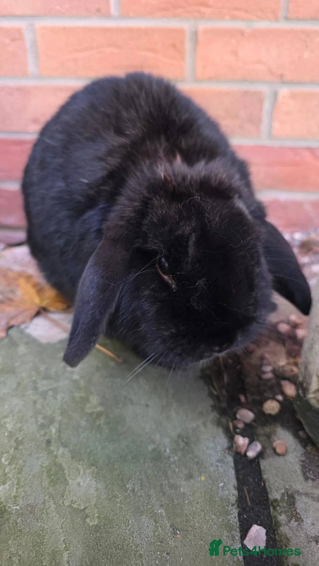 Mini Lop rabbits for sale: Beautiful mini lop mimi - Black Free in Crewe - Advert 2