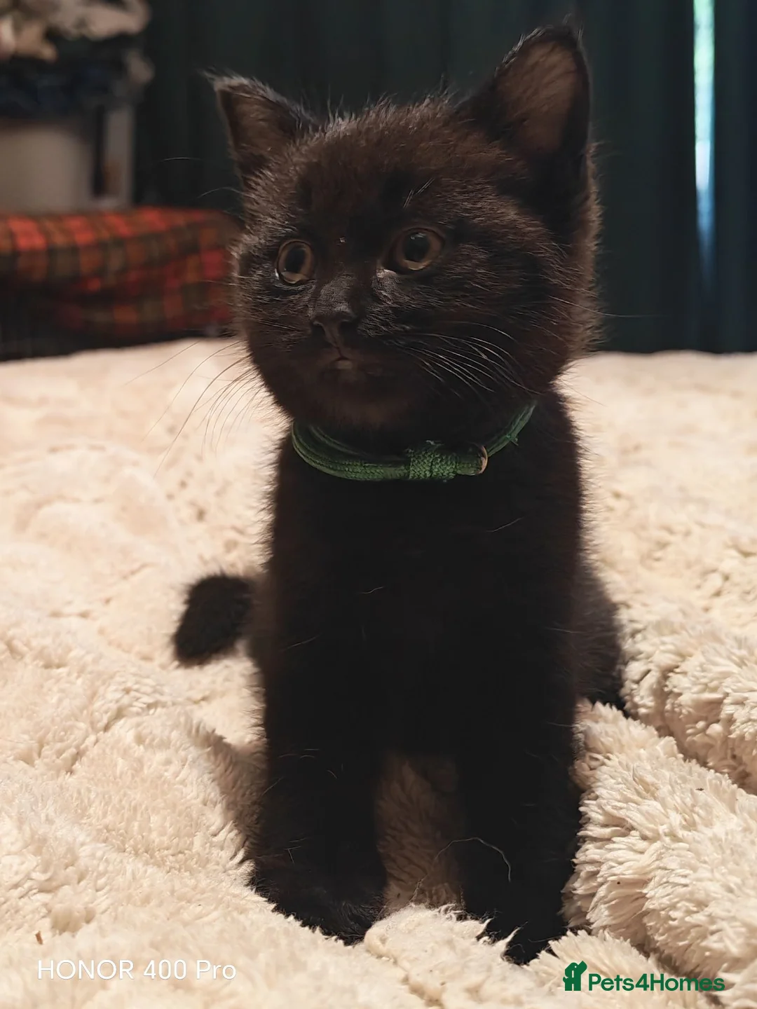 Mixed Breed cats for sale: Beautiful kittens - Advert 1