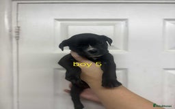 Mixed Breed dogs for sale: Beautiful mastiff cross pups - Image 26