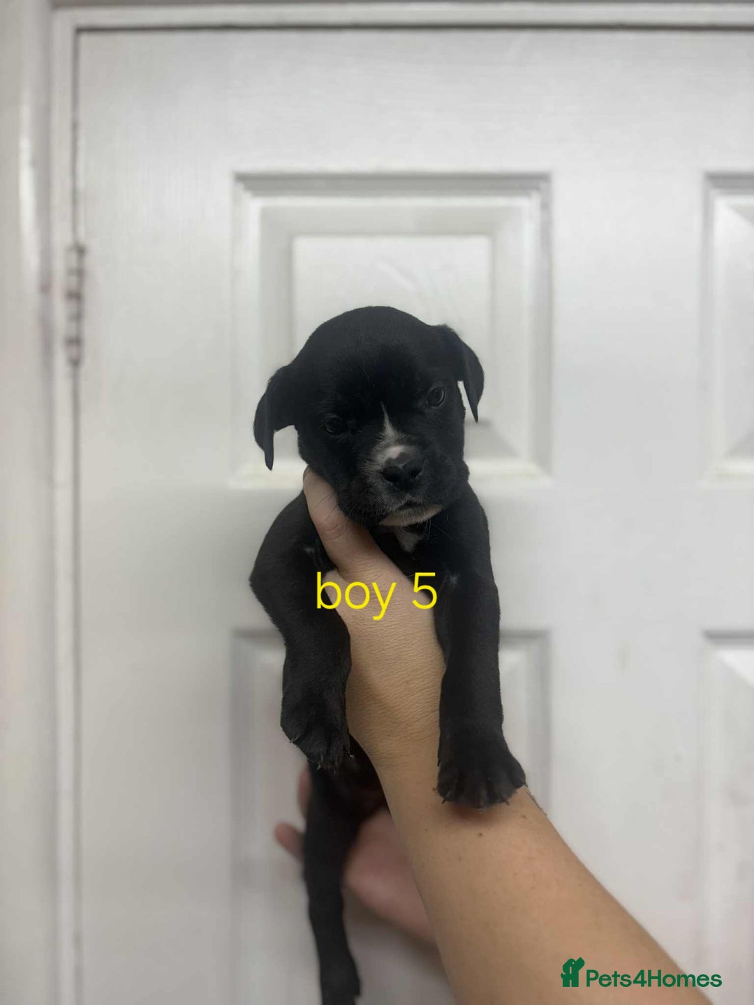 Mixed Breed dogs for sale: Beautiful mastiff cross pups - Image 26