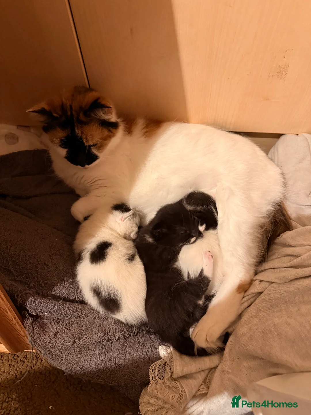 Mixed Breed cats for sale: 3 super friendly girls  - Advert 8