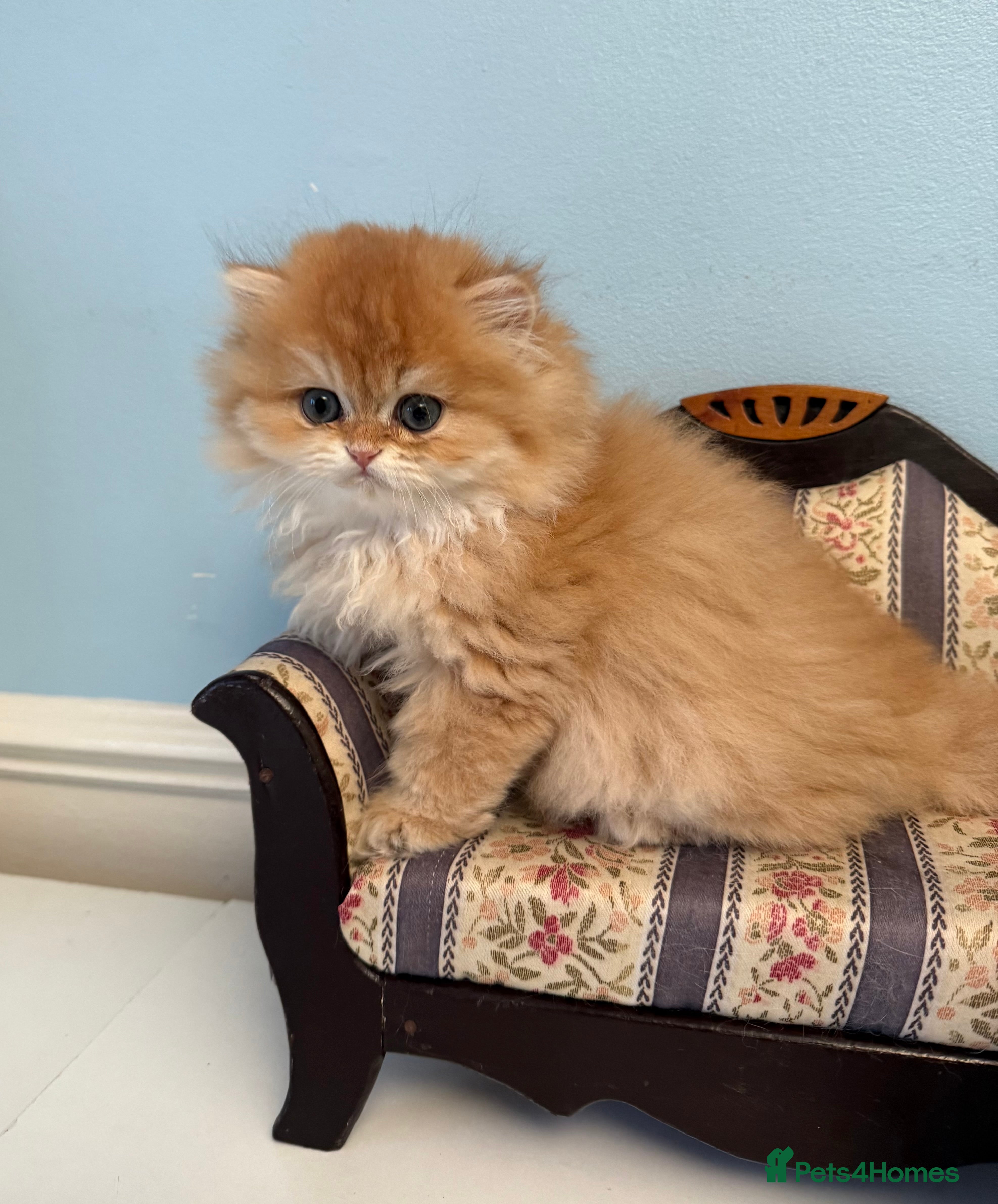 British Longhair cats ✨ Exquisite Golden Longhair Kitten ✨ - Advert 3