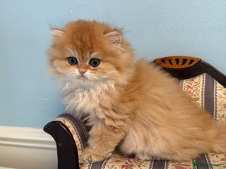 British Longhair cats ✨ Exquisite Golden Longhair Kitten ✨ - Advert 6