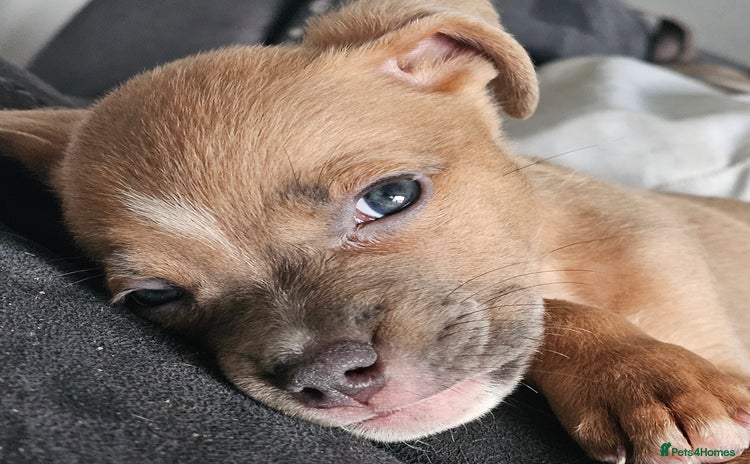 Mixed Breed dogs - Advert 12
