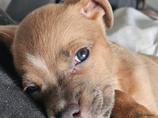 Mixed Breed dogs - Advert 27