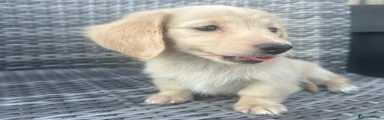 Miniature Dachshund 2