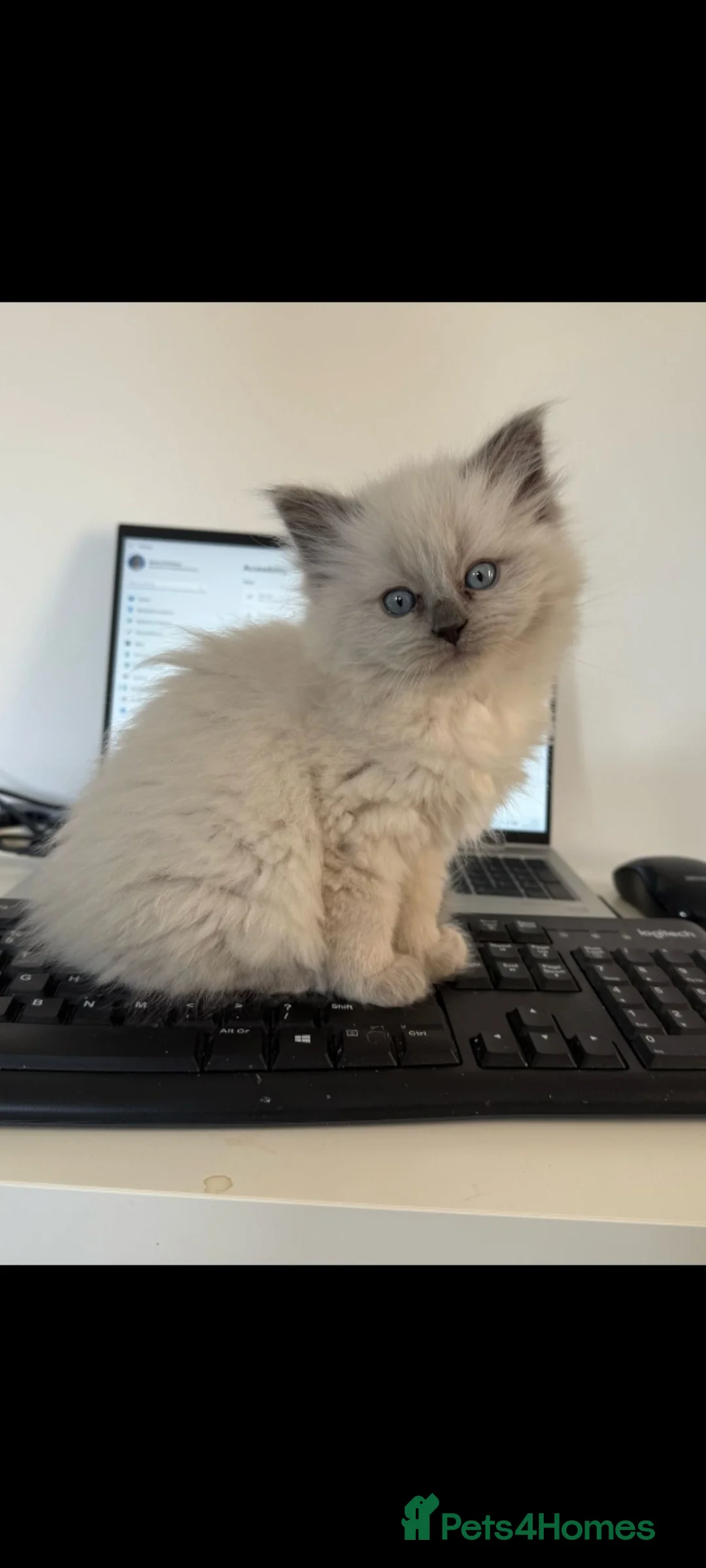 Ragdoll cats for sale: Ragdoll kittens  in London - Advert 5