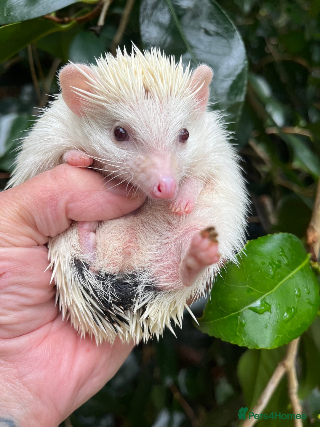 Pygmy Hedgehog rodents for sale: Reverse pinto young girl & dark boy ready now  - Image 4