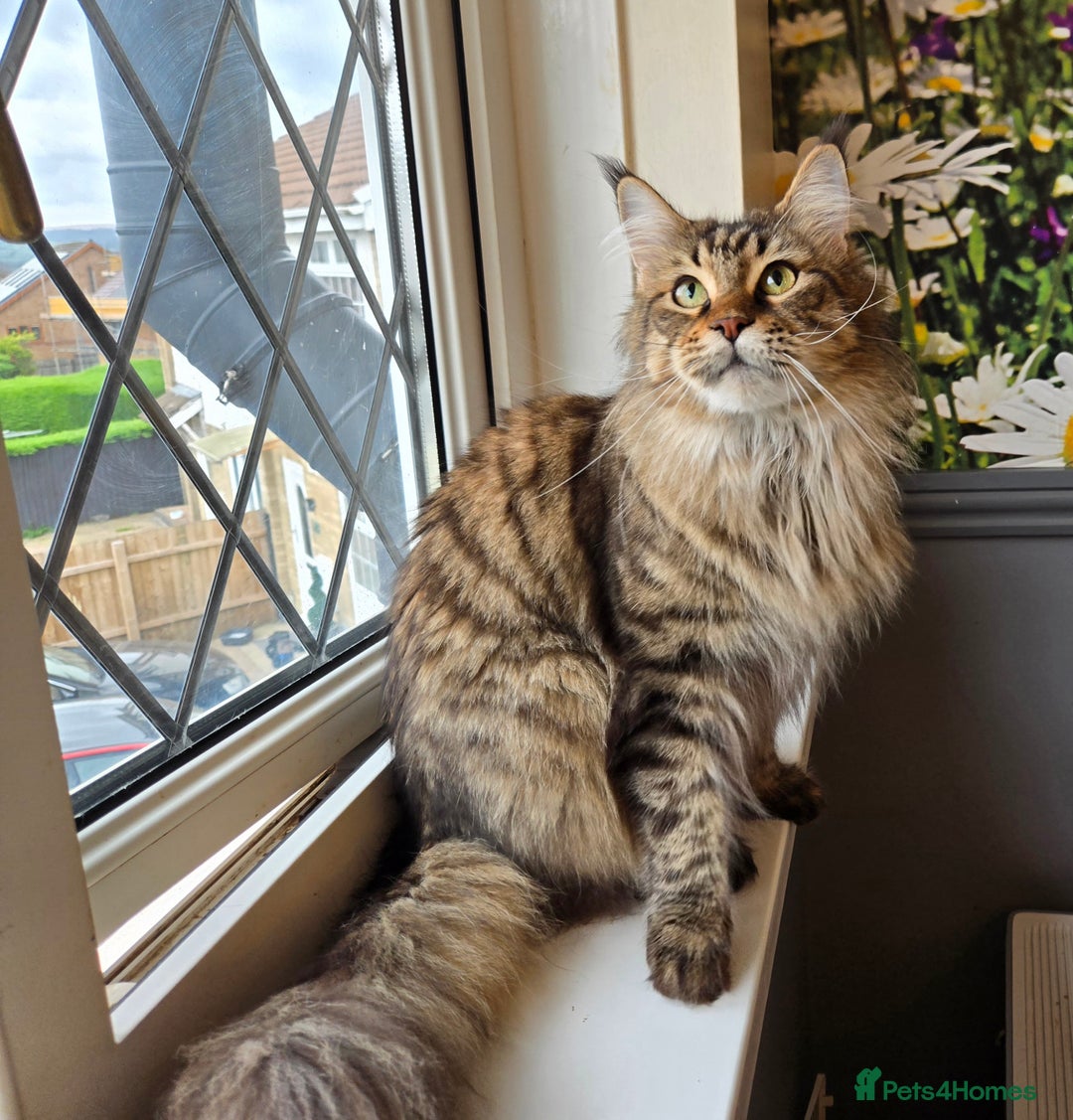 Maine Coon cats for sale: Gorgeous GCCF Maine Coons poss Active - Image 6