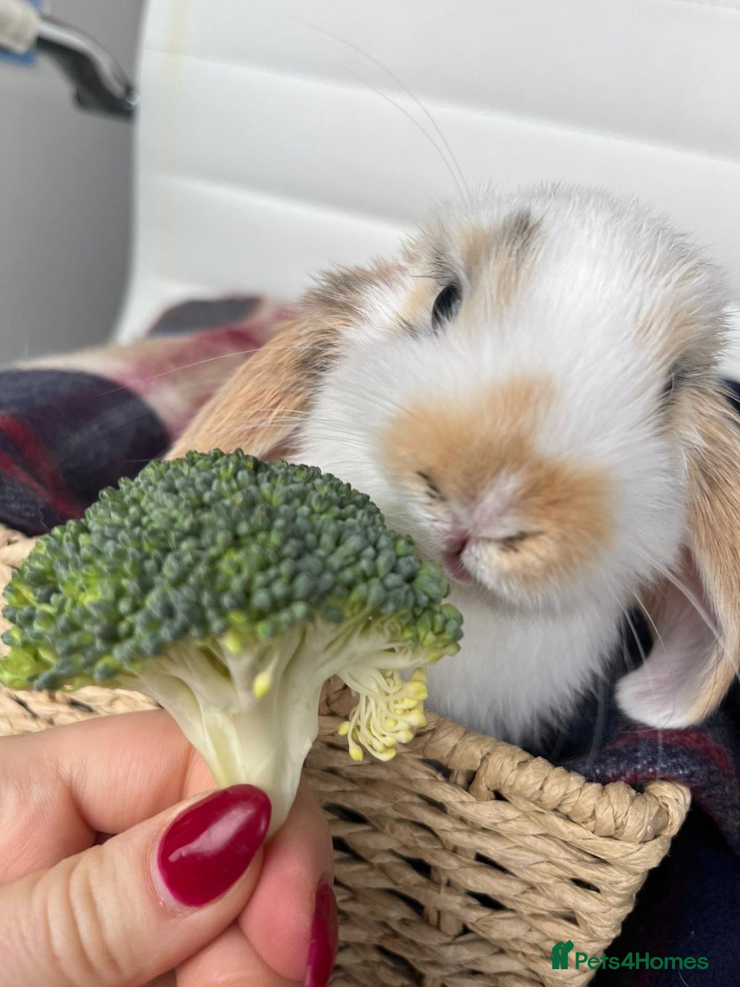 Mini Lop rabbits for sale: Mini lop rabbits. - Advert 3