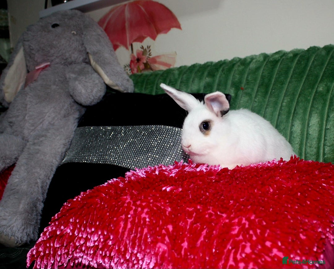 Lionhead rabbits for sale: Lionhead Doe  - Advert 4