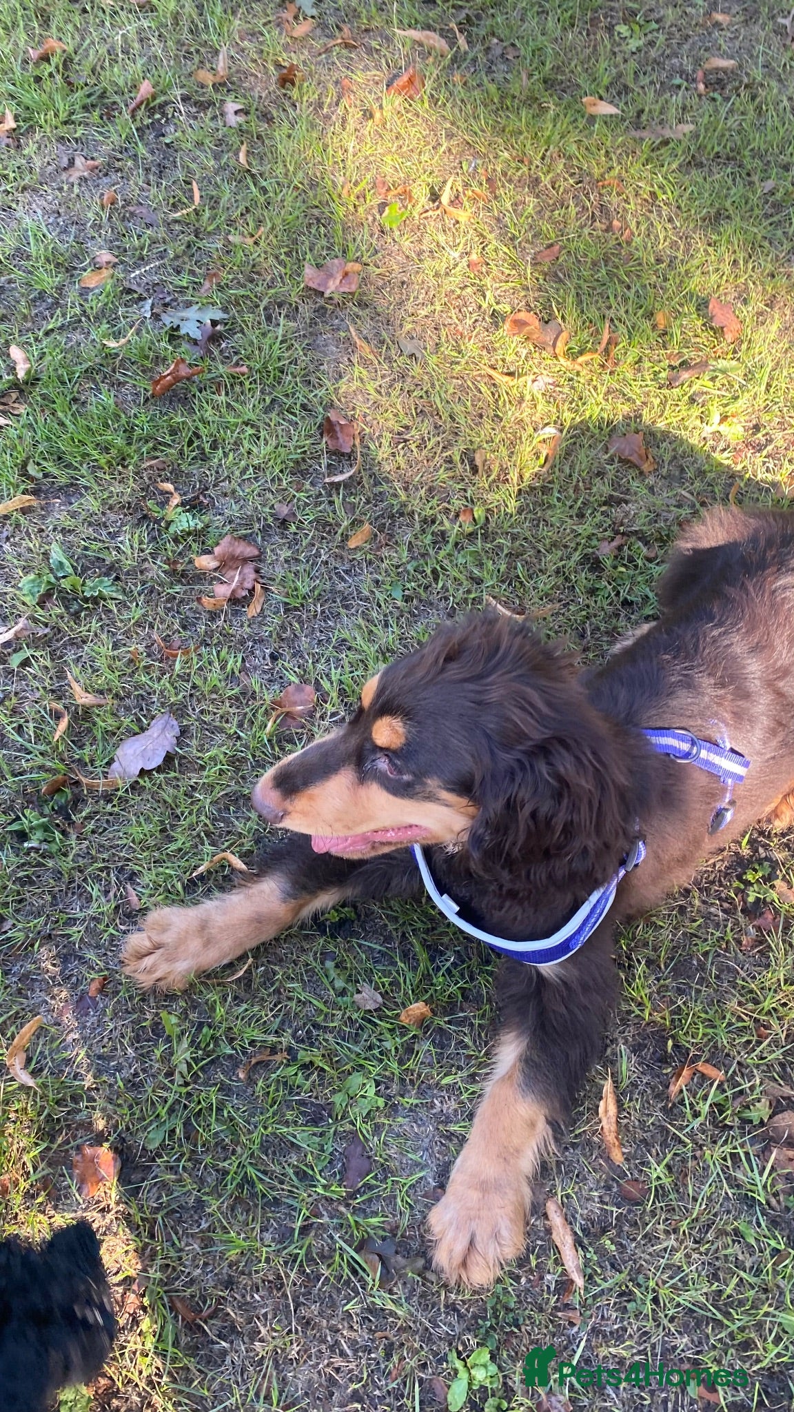Cocker Spaniel dogs Beautiful Brown and Tan Cocker Spaniel Puppy - Advert 2